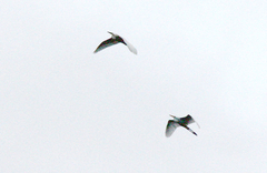 Egretta garzetta dimorpha
