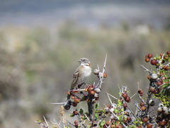 Zonotrichia capensis australis