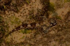 Lepidoblennius haplodactylus