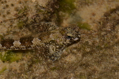 Lepidoblennius haplodactylus
