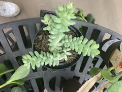 Sedum burrito