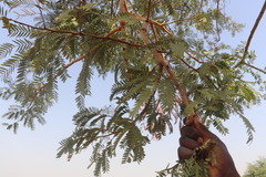 Prosopis africana