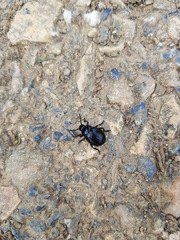 Coleoptera