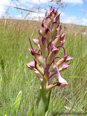 Disa cooperi