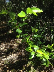 Griselinia lucida