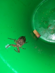 Lethocerus cordofanus