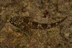 Lepidoblennius haplodactylus
