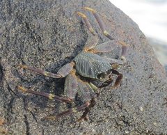 Grapsus