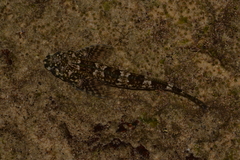 Lepidoblennius haplodactylus