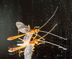 Dicamptus crassellus