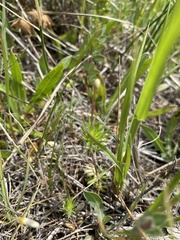 Leptosiphon jepsonii