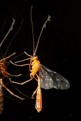 Dicamptus crassellus