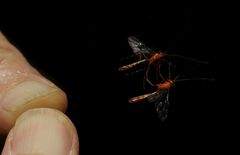 Dicamptus crassellus