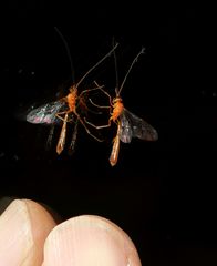 Dicamptus crassellus