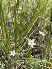 Leptosiphon jepsonii