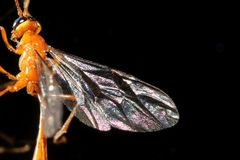 Dicamptus crassellus