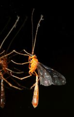 Dicamptus crassellus