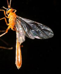 Dicamptus crassellus