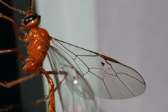 Dicamptus crassellus