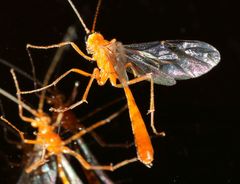 Dicamptus crassellus