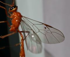 Dicamptus crassellus