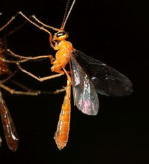 Dicamptus crassellus