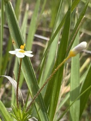 Leptosiphon jepsonii
