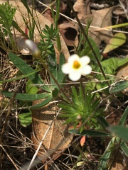 Leptosiphon parviflorus