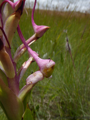 Disa cooperi