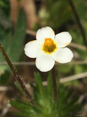 Leptosiphon parviflorus