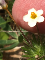 Leptosiphon parviflorus