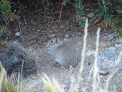 Microcavia australis