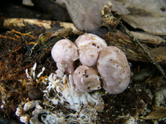 Phallogaster saccatus