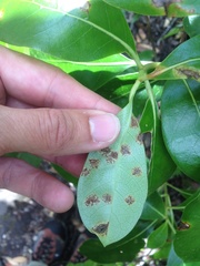Puccinia coprosmae