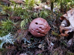 Andricus infectorius