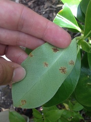 Puccinia coprosmae