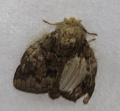 Syntypistis charistera