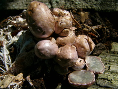 Phallogaster saccatus