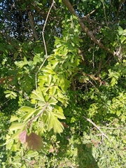 Crataegus monogyna