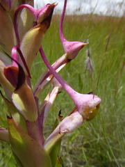 Disa cooperi