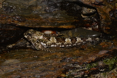 Lepidoblennius haplodactylus