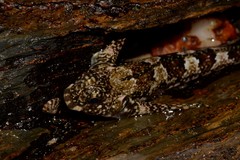 Lepidoblennius haplodactylus