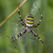 Wasp Spider - Photo (c) Ouwesok, some rights reserved (CC BY-NC)