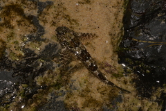 Lepidoblennius haplodactylus