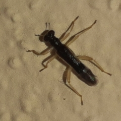 Hydnocerinae