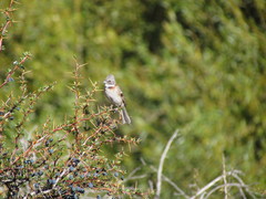 Zonotrichia capensis australis