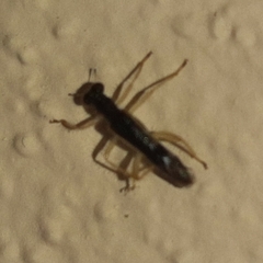 Hydnocerinae