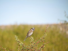 Zonotrichia capensis australis