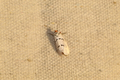 Enaemia atrolinea