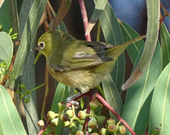 Zosterops pallidus